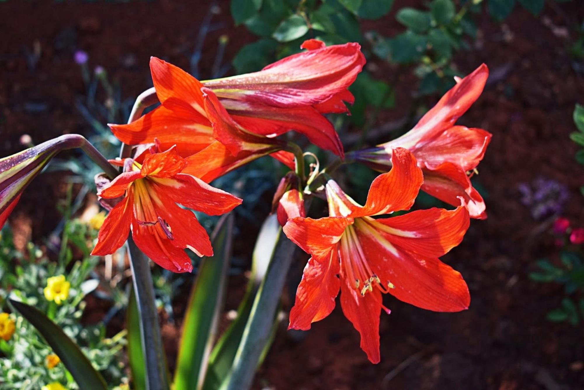 Flower Garden Rhapsody - Modern Family Apartments Near Fažana Kültér fotó